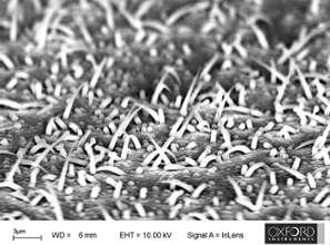 Si nanowire growth