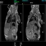 Mouse_full_body_T1w_Nagoya-e1406576500677