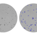 Cчетчик клеток EVE HT (NanoEntek)