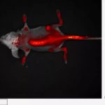 Система визуализации in vivo FOBI (CellGentek)