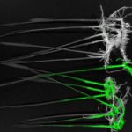 Система визуализации in vivo FOBI (CellGentek)