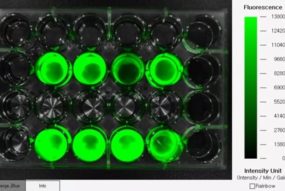 Система визуализации in vivo FOBI (CellGentek)